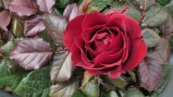 un' rosso rosa è mostrato nel un' giardino foto