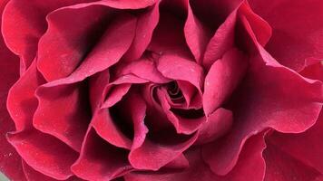 un' vicino su di un' grande rosso rosa foto