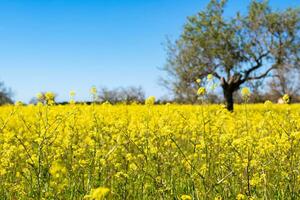 Visualizza di un' prato pieno di giallo fiori contro un' blu cielo chiaro di nuvole foto