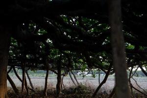 vista del più grande albero di fico d'Europa sull'isola di formentera, sp foto