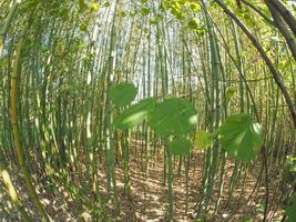alberi di bambù dal basso