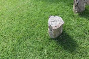 albero tagliato sul campo di erba verde. sfondo moncone con copia spazio foto