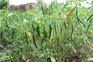 primo piano peperoncino rosso o peperoncino sui suoi tre nel giardino sul retro. foto