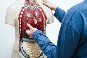 asiatico alunno apprendimento con umano corpo modello nel anatomia biologia nel aula a alto scuola. foto