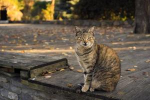 il gatto soriano è seduto su un pavimento di legno in un parco in una giornata autunnale foto