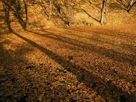 ombre degli alberi e foglie d'autunno sul lago a yedigoller turchia foto