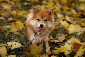 shiba inu cane Spettacoli il suo lingua. ritratto di un' giapponese shiba inu cane nel un autunno parco foto