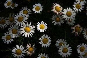 fiori di margherita che sbocciano nel giardino foto