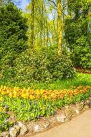 tulipani gialli colorati, narcisi nel parco keukenhof, lisse, paesi bassi foto