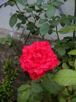 rosa cinnamomea o rosso rosa fiore foto