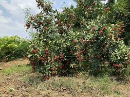 il rambutan frutta è maturo, Là siamo così molti di loro quello essi toccare il terra. foto