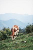 mucca al pascolo sulle alpi italiane foto