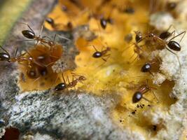 macro tiro di giallo formica o anoplolepis gracilipi su maturo Mango frutta foto