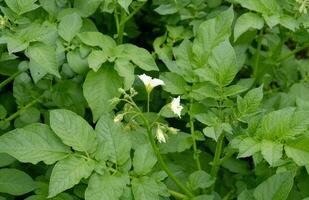 fioritura Patata. bianca fioritura Patata fiore nel pianta. Patata agricoltura e coltivazione concetto. foto