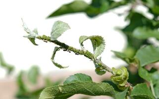 avvicinamento di afide colonia - aphididae e formiche - su aple albero foglia. macro foto di insetto peste - pianta pidocchi, mosca verde, mosca nera o mosca bianca - suzione succo a partire dal pianta.