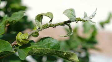 avvicinamento di afide colonia - aphididae e formiche - su aple albero foglia. macro foto di insetto peste - pianta pidocchi, mosca verde, mosca nera o mosca bianca - suzione succo a partire dal pianta.