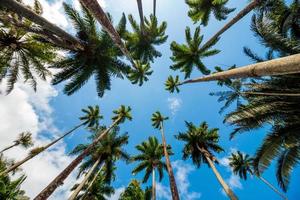 foglie di palma reale con un bel cielo azzurro a rio de janeiro, in brasile. foto