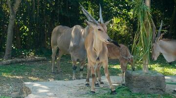 Eland nel verde foresta prato. il Eland è il maggiore antilope. loro corpo peso può raggiungere centinaia di chili foto