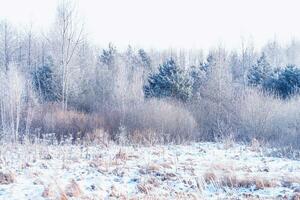 paesaggi. congelato inverno foresta con neve coperto alberi. foto