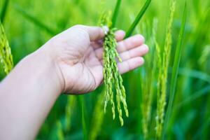 un' agricoltori mano tocchi un orecchio di verde riso per dai un'occhiata il prodotto. nel il caldo luce del sole idee per in crescita impianti senza tossico sostanze foto