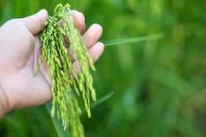 un' agricoltori mano tocchi un orecchio di verde riso per dai un'occhiata il prodotto. nel il caldo luce del sole idee per in crescita impianti senza tossico sostanze foto