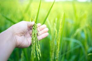 un' agricoltori mano tocchi un orecchio di verde riso per dai un'occhiata il prodotto. nel il caldo luce del sole idee per in crescita impianti senza tossico sostanze foto