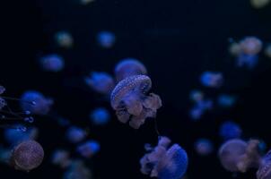 marino vita nel il acquario foto