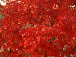 sfondo di foglie di acero rosso