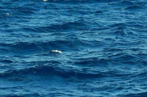 piccolo onde nel il oceano foto