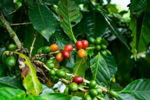 maturo arabica caffè ciliegia frutta su alberi. robusta caffè ciliegie frutta pronto per essere raccolto. foto