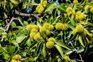 fruttificazione Castagna albero foto