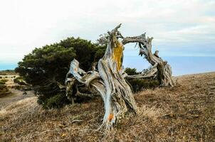 vecchio caduto albero foto