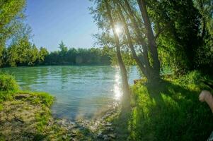 alberi lungo il fiume foto