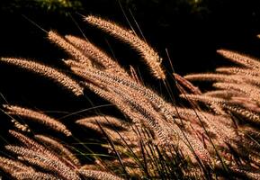 grano mosso dal vento foto