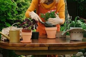 femmina giardiniere invasatura fiori nel Giardino dietro la casa giardino. foto