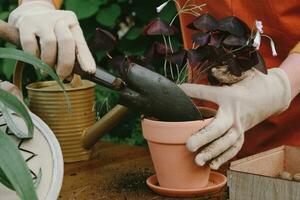 contenitore giardinaggio. giardiniere mani rinvaso viola falso trifoglio pianta nel Giardino dietro la casa giardino. foto