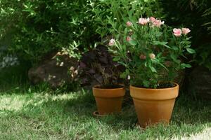 in vaso impianti nel Giardino dietro la casa giardino. estate giardino. foto