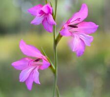 gladiolo palustris fiore fotografia foto