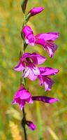 gladiolo palustris fiore fotografia foto