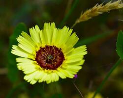 giallo ombrello milkwort foto