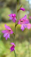 gladiolo palustris fiore fotografia foto