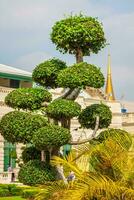 bellissimo sagomato albero nel il wat Phra Kaew tempio, bangkok, Tailandia foto