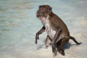 scimmia a il scimmia spiaggia nel KOH phi phi isola, tailandia foto