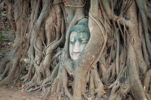 la testa della statua di Buddha nelle radici dell'albero a Wat Mahathat, Ayutthaya, Tailandia. foto