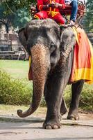 turisti su un elefant cavalcata in giro il parco nel ayutthaya, tailandia. foto