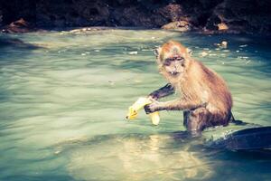 scimmia a partire dal scimmia spiaggia nel Tailandia foto