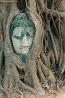 la testa della statua di Buddha nelle radici dell'albero a Wat Mahathat, Ayutthaya, Tailandia. foto