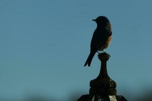 carino poco Bluebird è venuto su per visitare il di legno mangiatoia per uccelli. il suo arrugginito arancia pancia con un' bianca toppa sta su a partire dal il suo blu testa. il suo buio occhi Guarda attraverso il modo. Questo poco aviaria è in posa. foto