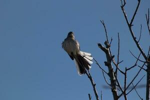 mimo arroccato su rami di un' albero. piume soffice a partire dal il vento soffiaggio lui. il grigio piume costruito per miscela in. il arti siamo spoglio mostrando il autunno stagione. bella blu cielo nel il sfondo. foto