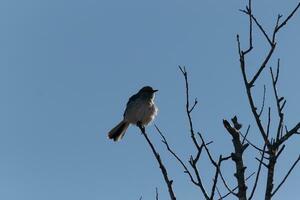 mimo arroccato su rami di un' albero. piume soffice a partire dal il vento soffiaggio lui. il grigio piume costruito per miscela in. il arti siamo spoglio mostrando il autunno stagione. bella blu cielo nel il sfondo. foto